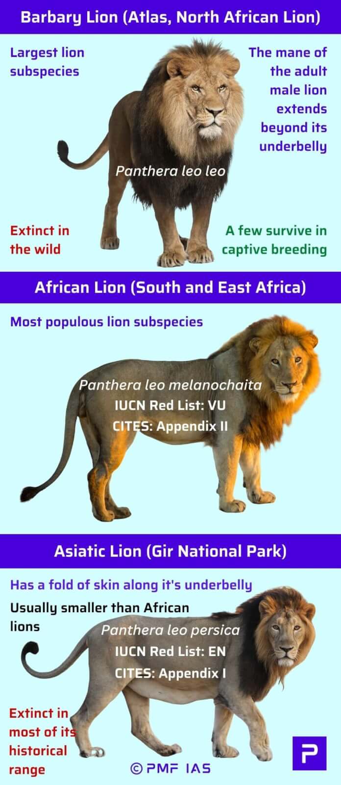 Diagram comparing three lion subspecies: Barbary Lion, African Lion, and Asiatic Lion, highlighting conservation status, physical traits, and population details.
