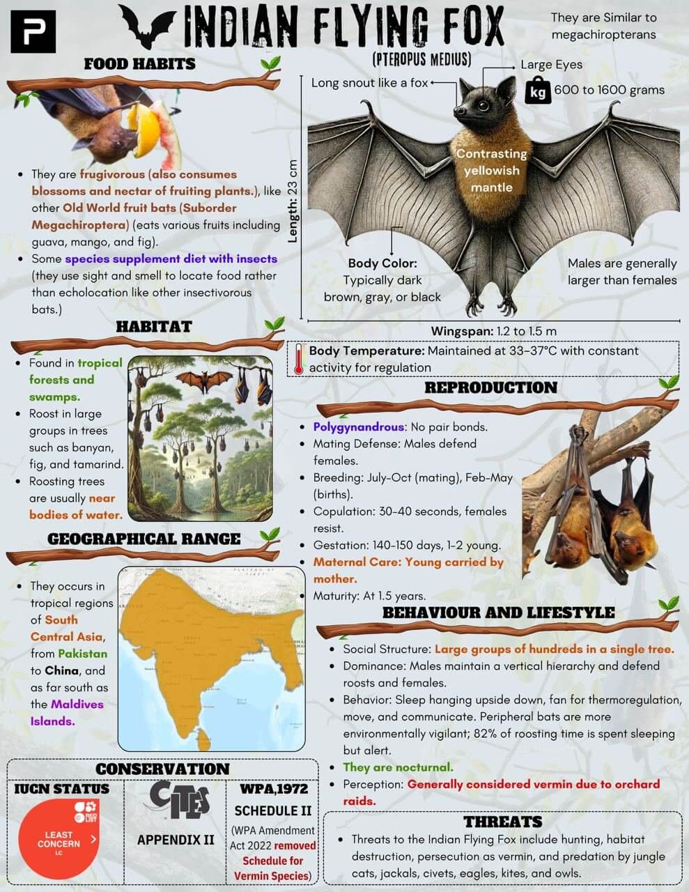 Indian Flying Fox (Pteropus medius) detailing food habits, habitat, geographical range, reproduction, behavior, and conservation status