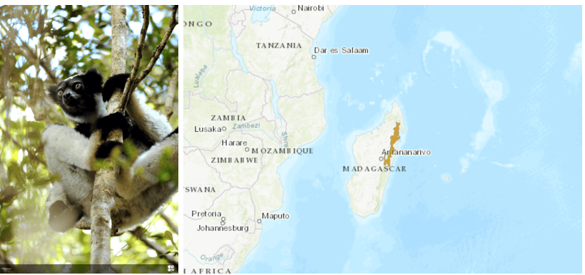Photograph of a black-and-white ruffed lemur clinging to a tree branch in a forested area, showing its distinctive fur pattern and alert expression. Map highlighting Madagascar in orange, emphasizing the lemur's native habitat off the southeastern coast of Africa