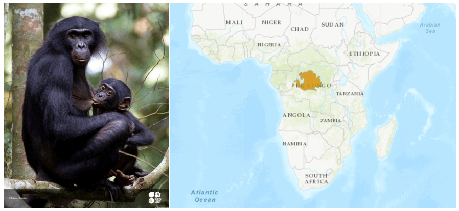 Wild bonobos