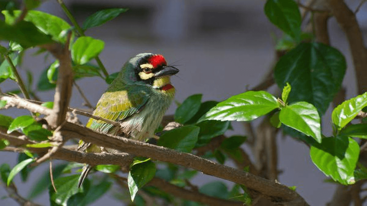 Coppersmith Barbet (Psilopogon haemacephalus) is a small, approximately 17 cm bird with a distinctive chunky appearance and green plumage. It belongs to the family Megalaimidae (Asian Barbets) and the order Piciformes, which also includes woodpeckers. Coppersmith Barbet (Psilopogon haemacephalus) is a small, approximately 17 cm bird with a distinctive chunky appearance and green plumage. It belongs to the family Megalaimidae (Asian Barbets) and the order Piciformes, which also includes woodpeckers.