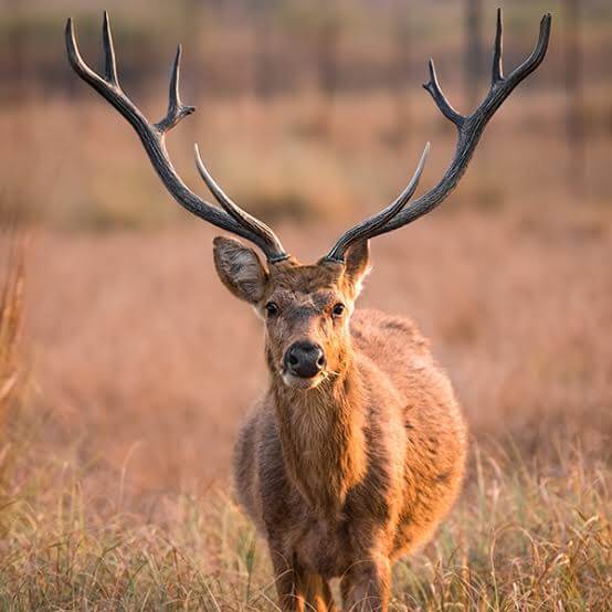 Hard ground swamp deer (Barasingha or Rucervus duvaucelii, IUCN: VU) is the state animal of Madhya Pradesh. It has seen a revival in the Kanha National Park and Tiger Reserve (KNPTR) after near-extinction. Hard ground swamp deer (Barasingha or Rucervus duvaucelii, IUCN: VU) is the state animal of Madhya Pradesh. It has seen a revival in the Kanha National Park and Tiger Reserve (KNPTR) after near-extinction.