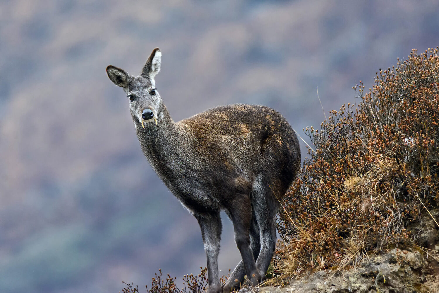 India is home to four species of Musk Deer, all of which are distributed across the Himalayan region. These species include the Himalayan the white-bellied musk deer (Moschus leucogaster), the Kashmir Musk Deer (Moschus cupreus), the Alpine Musk Deer (Moschus chrysogaster), and the Black Musk Deer (Moschus fuscus). India is home to four species of Musk Deer, all of which are distributed across the Himalayan region. These species include the Himalayan the white-bellied musk deer (Moschus leucogaster), the Kashmir Musk Deer (Moschus cupreus), the Alpine Musk Deer (Moschus chrysogaster), and the Black Musk Deer (Moschus fuscus).