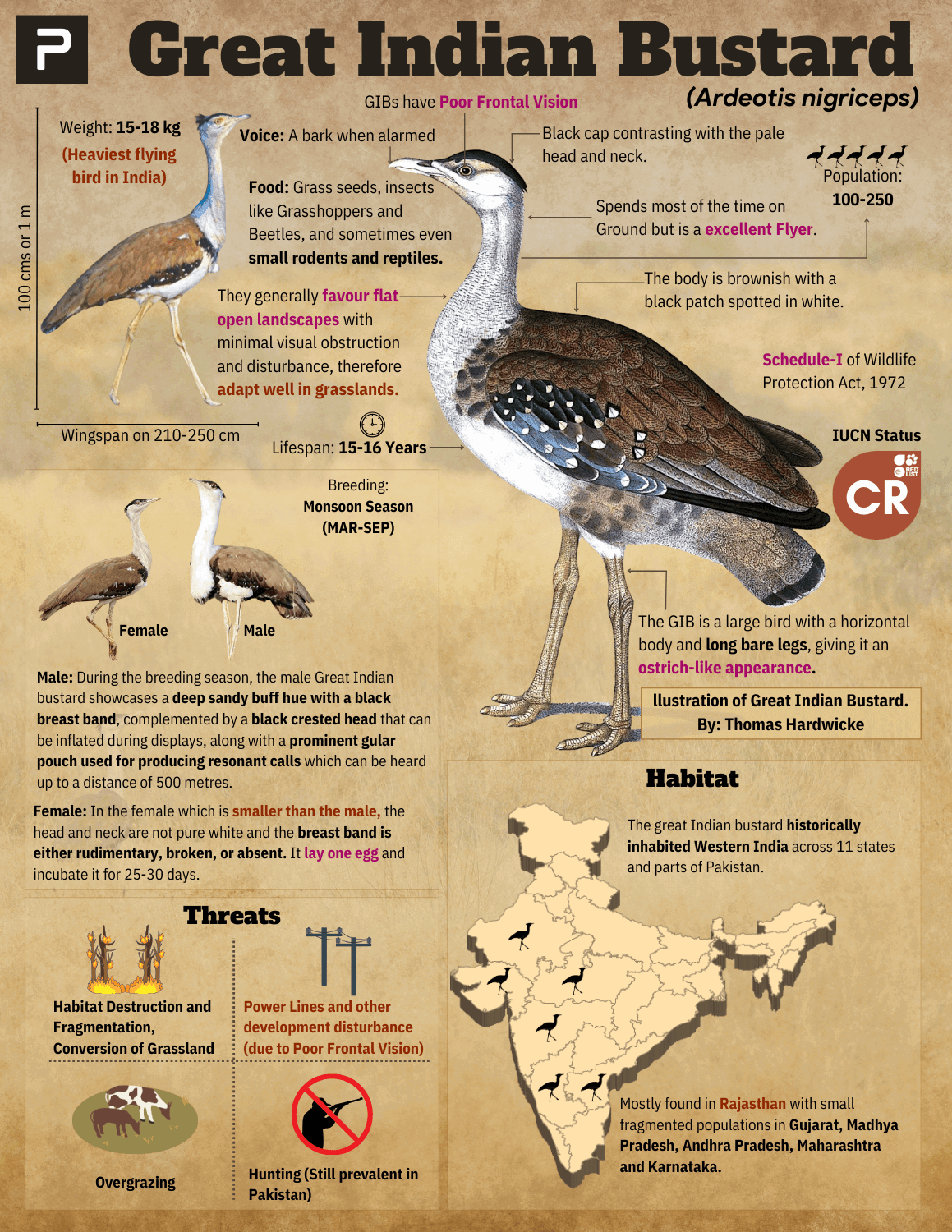 Infographic about Great Indian Bustard (Ardeotis nigriceps) detailing physical characteristics, habitat, behavior, threats, and conservation status. Includes labeled illustrations of male and female birds, a population map in India, key facts on diet, breeding, lifespan, threats like habitat destruction and hunting, and conservation status as Critically Endangered (CR). Infographic about Great Indian Bustard (Ardeotis nigriceps) detailing physical characteristics, habitat, behavior, threats, and conservation status. Includes labeled illustrations of male and female birds, a population map in India, key facts on diet, breeding, lifespan, threats like habitat destruction and hunting, and conservation status as Critically Endangered (CR).