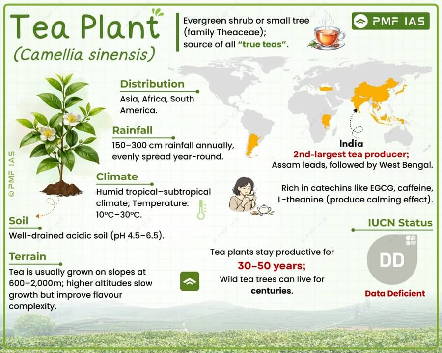 Infographic about tea plant (Camellia sinensis) detailing its distribution across Asia, Africa, and South America, along with climate, soil, and terrain requirements for growth. Highlights India as the 2nd-largest tea producer, Assam as the leading region, tea plant lifespan of 30-50 years, and IUCN status as Data Deficient, with key nutrients like catechins and caffeine noted. Infographic about tea plant (Camellia sinensis) detailing its distribution across Asia, Africa, and South America, along with climate, soil, and terrain requirements for growth. Highlights India as the 2nd-largest tea producer, Assam as the leading region, tea plant lifespan of 30-50 years, and IUCN status as Data Deficient, with key nutrients like catechins and caffeine noted.