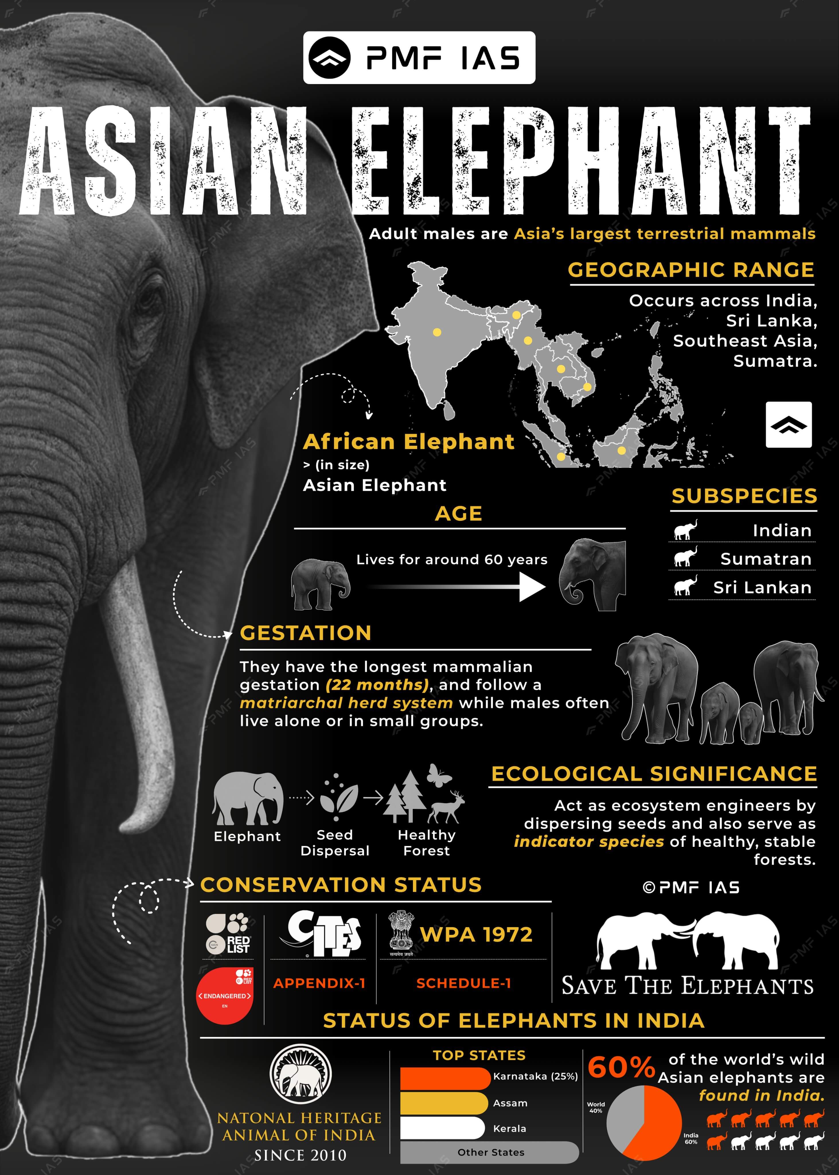 Infographic detailing Asian elephant characteristics, geographic range, subspecies, age, gestation, ecological significance, conservation status, and population distribution in India. Features a map highlighting regions across India, Sri Lanka, Southeast Asia, and Sumatra, icons representing subspecies, and statistics showing 60% of wild Asian elephants reside in India, with gestation lasting 22 months and lifespan around 60 years. Infographic detailing Asian elephant characteristics, geographic range, subspecies, age, gestation, ecological significance, conservation status, and population distribution in India. Features a map highlighting regions across India, Sri Lanka, Southeast Asia, and Sumatra, icons representing subspecies, and statistics showing 60% of wild Asian elephants reside in India, with gestation lasting 22 months and lifespan around 60 years.