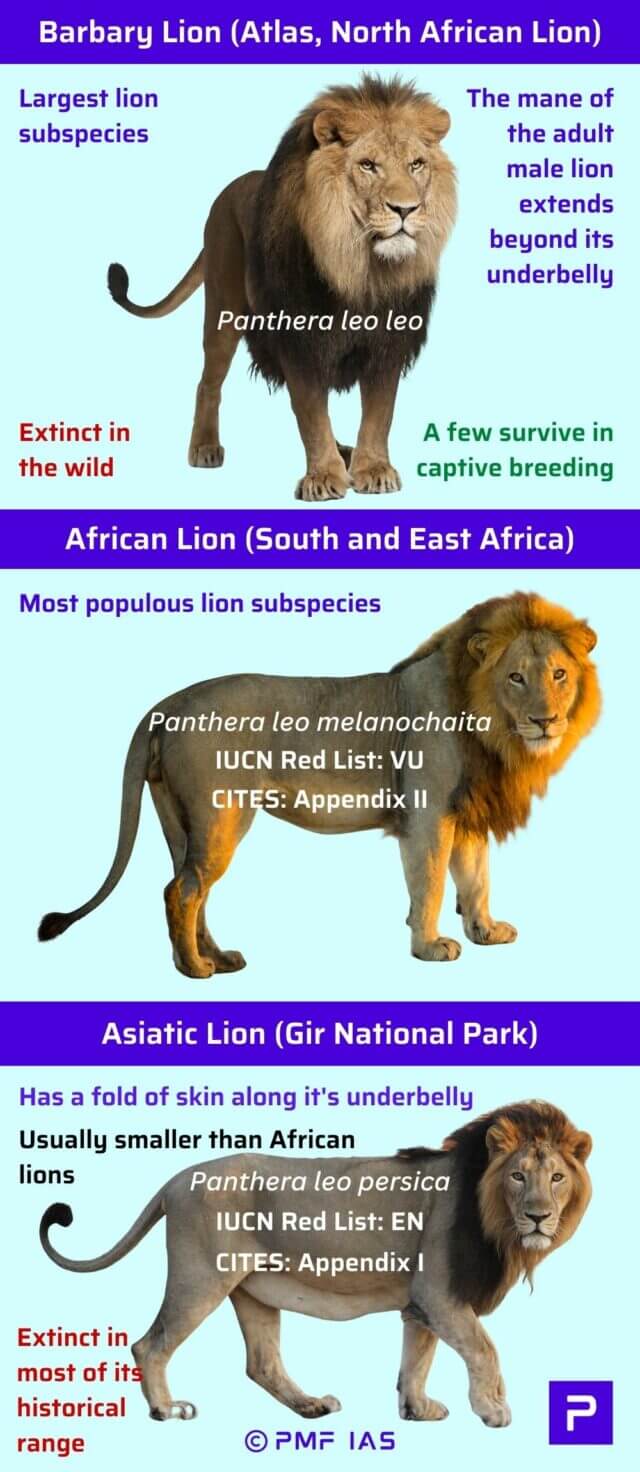 Informational graphic comparing three lion subspecies: Barbary Lion, African Lion, and Asiatic Lion. It highlights conservation status, population trends, physical traits, and geographic locations using labeled photos, color-coded text, and scientific names. Informational graphic comparing three lion subspecies: Barbary Lion, African Lion, and Asiatic Lion. It highlights conservation status, population trends, physical traits, and geographic locations using labeled photos, color-coded text, and scientific names.