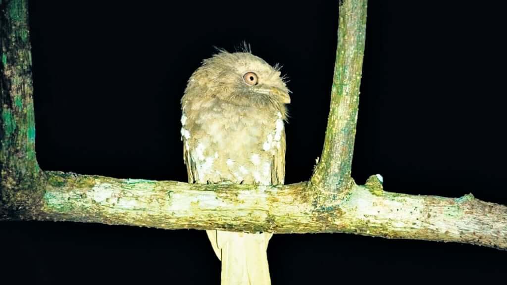 The Ceylon frogmouth is a species endemic to the Western Ghats, occasionally sighted in Brahmagiri and parts of Dakshina Kannada. It is a nocturnal bird recently recorded for the first time in Uttara Kannada. The Ceylon frogmouth is a species endemic to the Western Ghats, occasionally sighted in Brahmagiri and parts of Dakshina Kannada. It is a nocturnal bird recently recorded for the first time in Uttara Kannada.