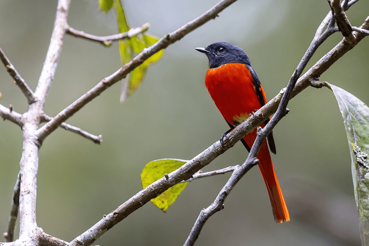 The grey-chinned minivet (Pericrocotus solaris) is a species of bird in the family Campephagidae. It is found from the Himalayas to China, Taiwan and Southeast Asia. The grey-chinned minivet (Pericrocotus solaris) is a species of bird in the family Campephagidae. It is found from the Himalayas to China, Taiwan and Southeast Asia.