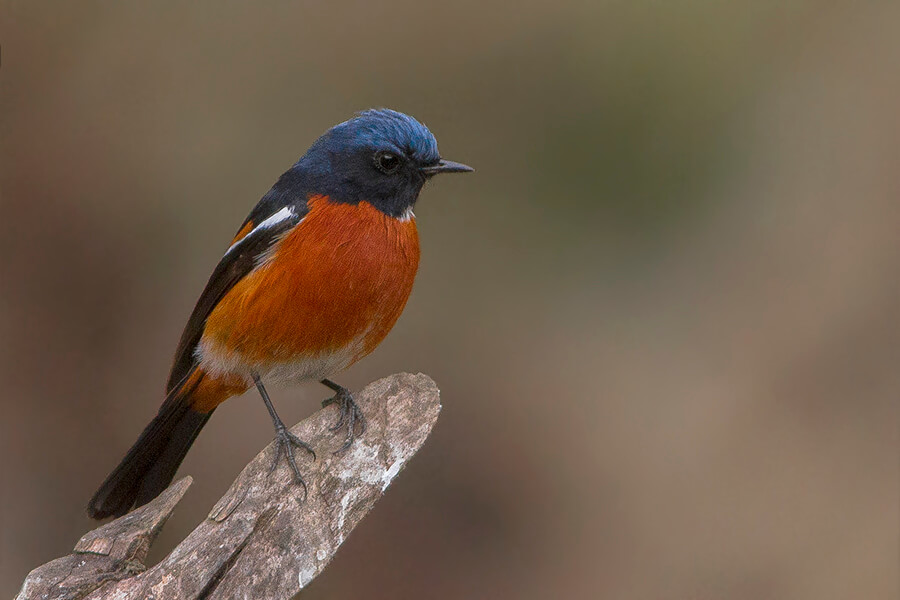 The white-throated redstart (Phoenicurus schisticeps) is a species of bird in the family Muscicapidae. It is found in Nepal, Bhutan, central China and far northern areas of Myanmar and Northeast India. Its natural habitat is temperate forests.